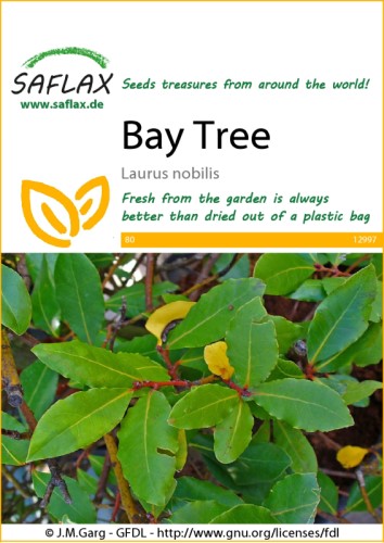 Bay Tree Herb Seeds